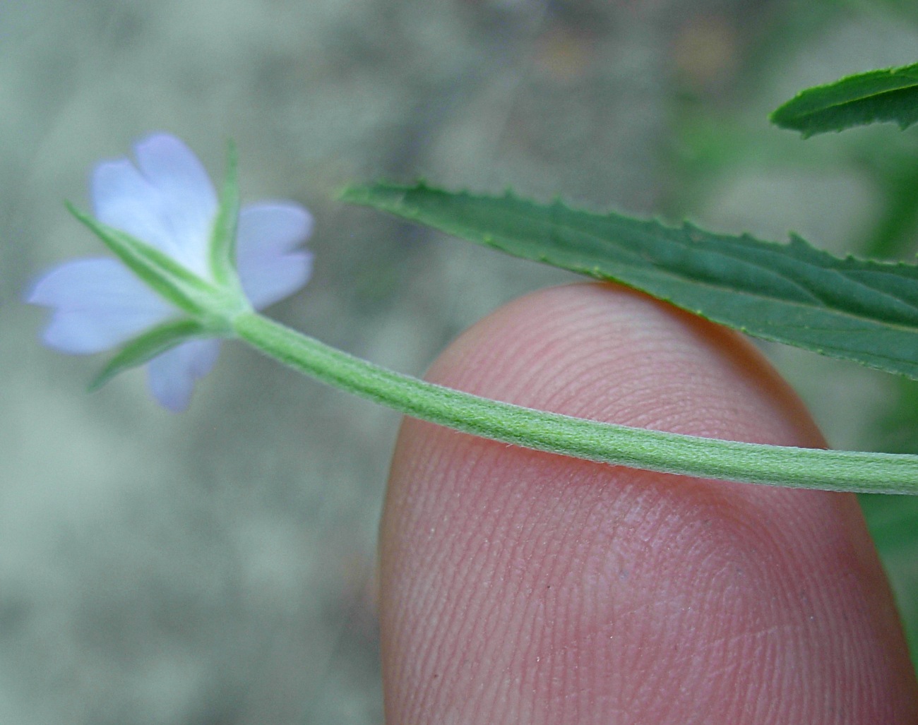 Epilobium tetragonum ssp. tetragonum/Garofanino quadrellato